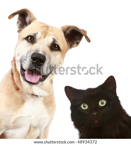 Close-up portrait of a cat and dog, isolated on white background