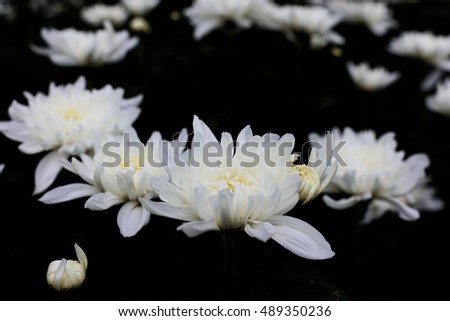 Beautiful Chrysanthemum