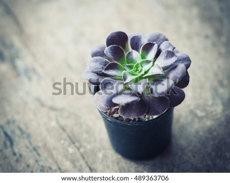 Decorative Miniature succulent plants - vintage style picture.