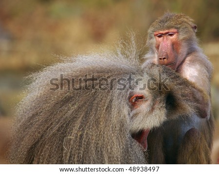 Baboon checking for fleas and ticks in the fur of another monkey