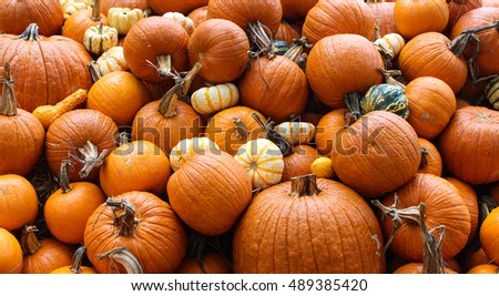 Pumpkins Galore 