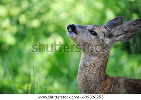 young deer portrait closeup on the background of wild nature