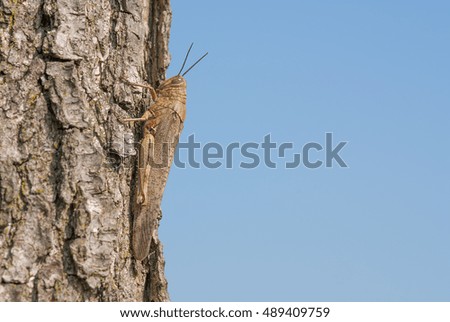 grasshopper on a tree