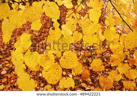 Yellow Autumn aspen leaves in park texture