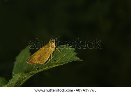 common straight swift (Parnara guttata) Butterfly