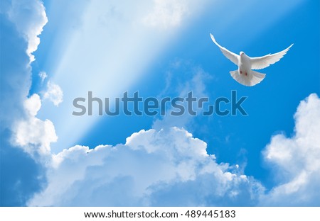White dove flying in the sun rays among the clouds Royalty-Free Stock Photo #489445183
