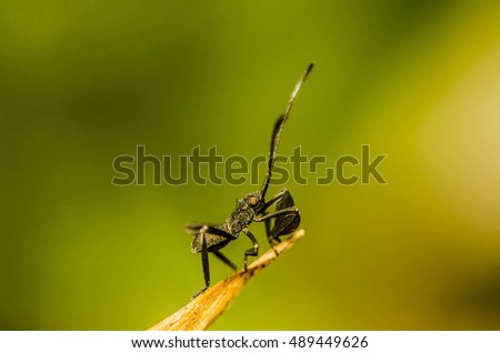 The leaf-footed bug nymph got its name from the fore limbs that looks like a leaf  Royalty-Free Stock Photo #489449626