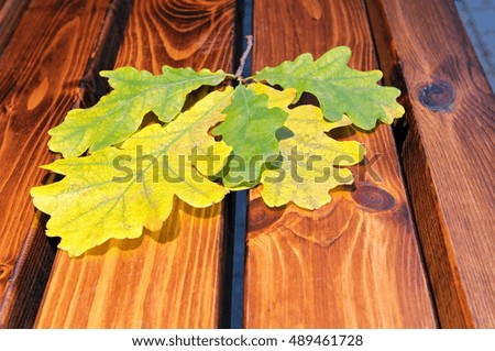 Autumn yellow and green oak leaves on wooden boards.