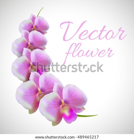 Flower branch. Beautiful violet orchid. Tropical exotic flower orchid isolated on white background, vector