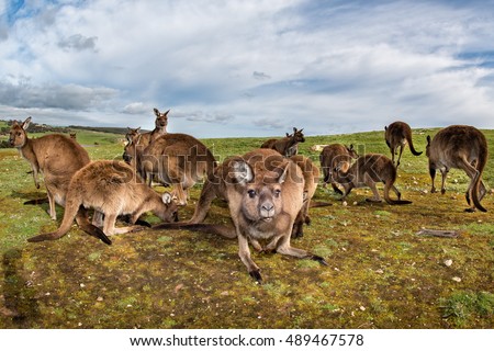 Kangaroos family while looking at in kangaroo island stokes bay on cloudy sky background