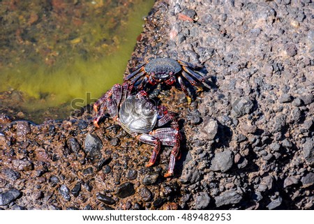 Photo Picture of a Sea animal red crab