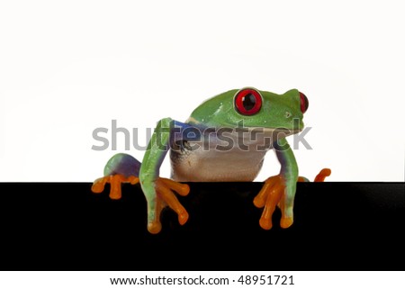 Isolated green frog peeping around placard