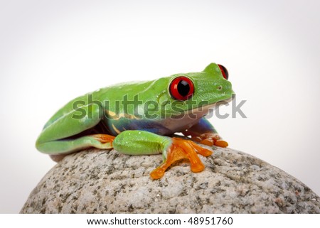 Green frog on rock