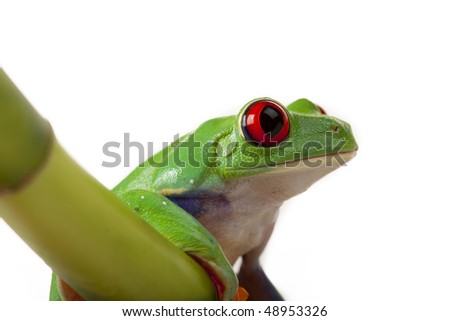 green frog sitting on bamboo