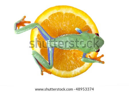 Green frog on orange