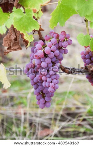  pink grapes -Grolleau gris in france vineyard on september