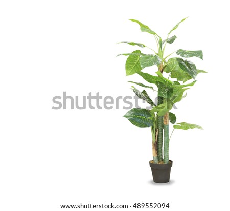 Big dracaena palm in a pot isolated over white