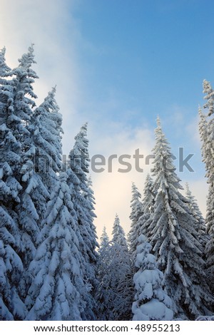 Snow-covered trees against the blue sky. Winter. The picture was taken in the Ukrainian Carpathians.