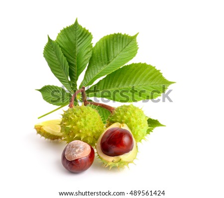 Horse-chestnut (Aesculus) fruits with leawes. Isolated on white background Royalty-Free Stock Photo #489561424