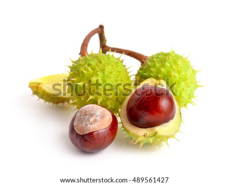Horse-chestnut (Aesculus) fruits. Isolated on white background Royalty-Free Stock Photo #489561427