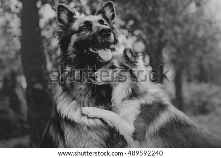 German shepherd dog and Sheltie dog hugging. 