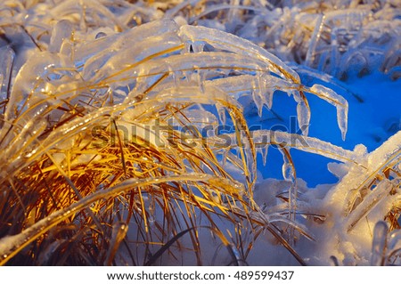 grass covered with a layer of ice, snow sparkle sparkling in the sunlight,  winter natural background.
