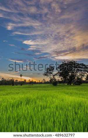 Abstract silhouette of paddy rice field ,the sunset with beautiful sky and cloud in the evening in Thailand.(By the soft blurred with the violet tone.)