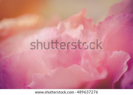 Close up of many flower petals with vintage retro filter and sun light. - Soft dreamy image.
