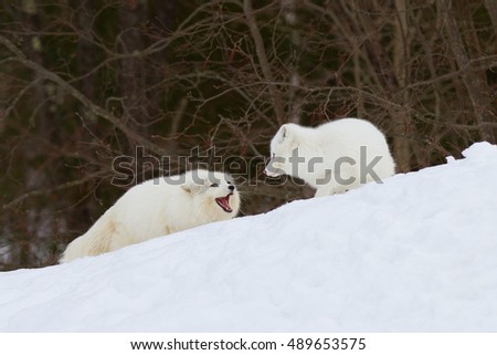 Two Arctic fox (Vulpes lagopus) playing with each other in a Canadian winter