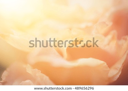 Close up of many flower petals with vintage retro filter and sun light for background or texture. - Soft dreamy image.