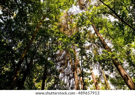 Photo picture Forest seamless pattern texture background