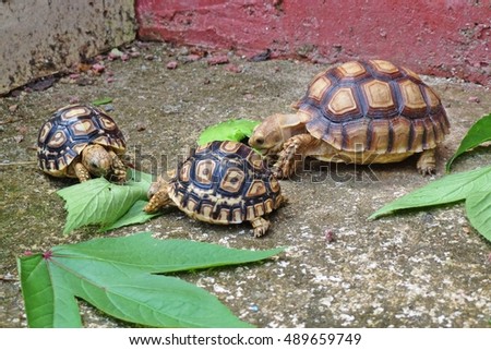 Leopard tortoise and African spurred tortoise is eating                               