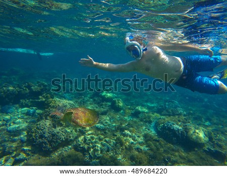 Snorkeling with sea turtle. Sea turtle in blue water over coral reef, Philippines, Apo island. Olive ridley turtle in sea. Sea turtle picture with man swimming underwater. Snorkeling with sea animal