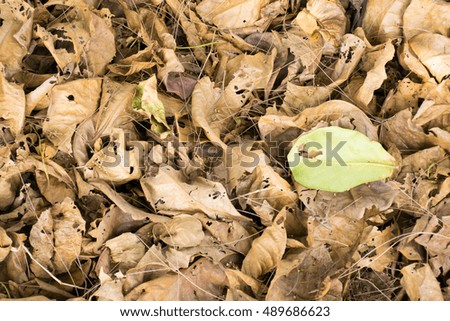Dry leaf on ground