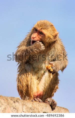 Wet Rhesus macaque (Macaca mulatta) sitting on a stone wall in Jaipur, India. Jaipur is the capital and the largest city of Indian state of Rajasthan.