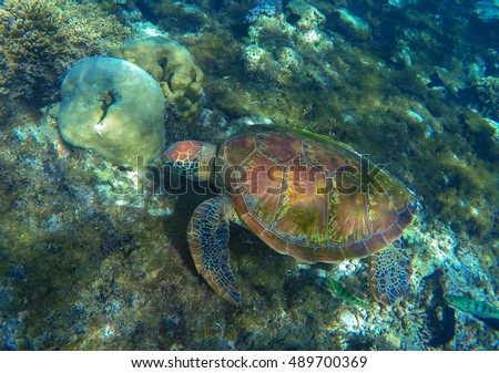 Sea turtle on sea bottom. Green sea turtle close photo in ocean lagoon. Sea turtle eating seaweed. Tropical sea ecosystem. Snorkeling with turtle. Underwater wild fauna picture. Exotic animal image
