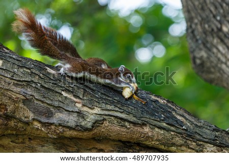 Squirrel,Squirrel in Thailand eating bananas.
