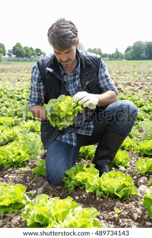 Organic farmer monitoring lettuce