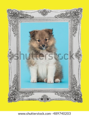 Shetland sheepdog, cute sheltie puppy dog sitting on a blue background facing the camera with a baroque silver picture frame and a yellow border
