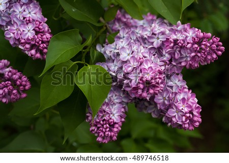 blooming lilacs