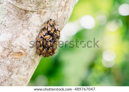The natural picture of insect : Bees starting to make its home (beehive) on a tree.