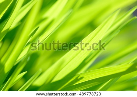 Bright spring grass close up in the field with sunlight bokeh background