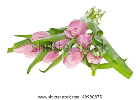 Bunch of pink fresh tulips on white background