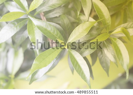 green leaf of Gardenia from natural  with light