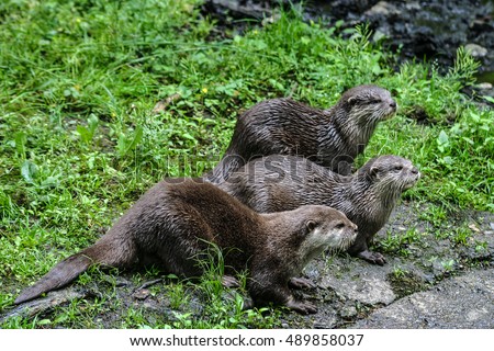 Otters Family