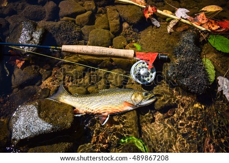 Brook Trout (Salvelinus fontinalis). A popular sport fish. It is native to Eastern North America and has been introduced outside of it's native range were it has caused ecological disruptions.