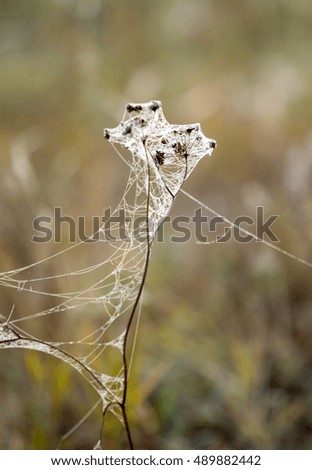dew on a spider web out of focus, field, dry wild plants, autumn