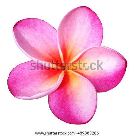 Pink Plumeria Clip Art Royalty-Free Stock Photo #489885286