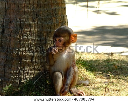 a monkey and cigarette butt