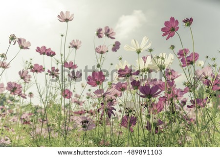 Soft focus and blurred cosmos flowers on pastel color style for background,vintage style